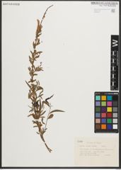 Foto von Salix nigra Marshall